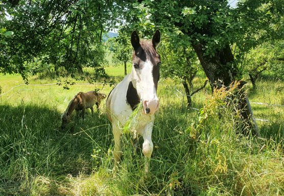 Whippy und Taxi